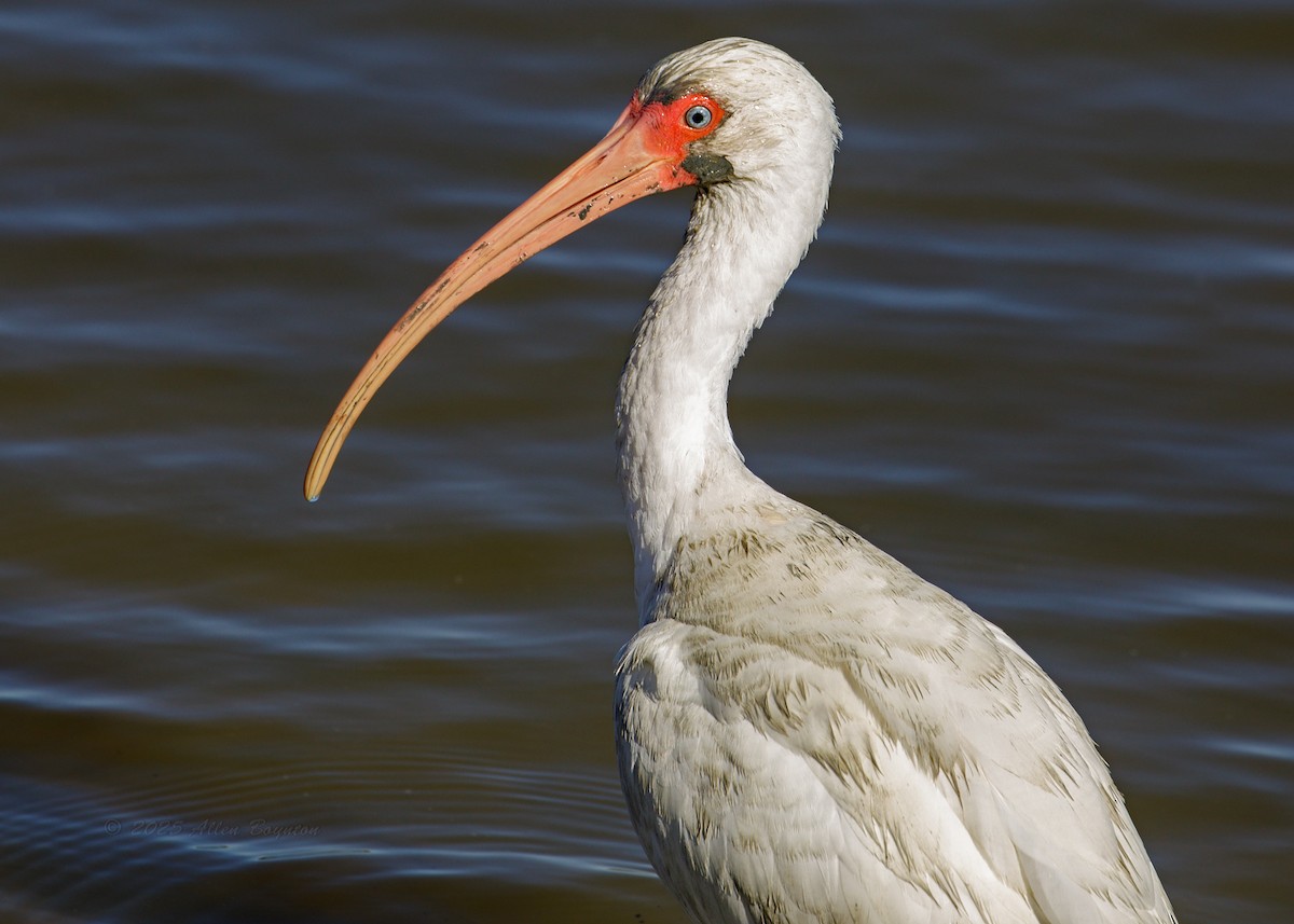 シロトキ - ML644536575