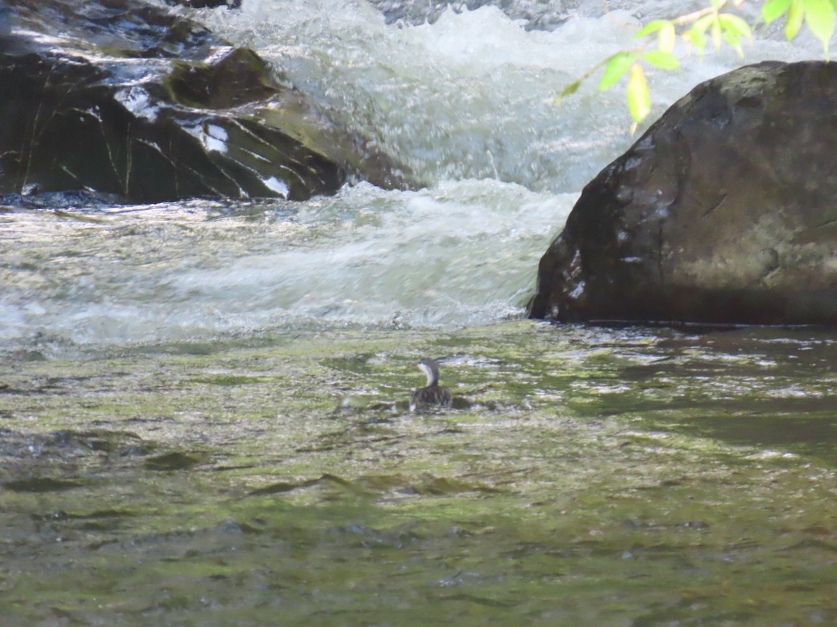 Torrent Duck - ML644536576