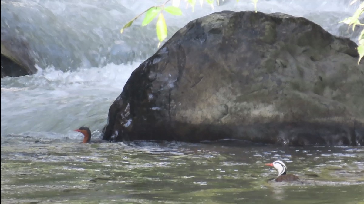 Torrent Duck - ML644536579