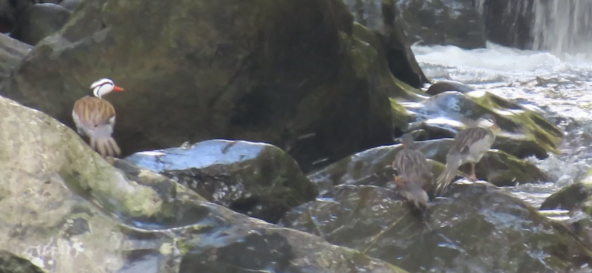 Torrent Duck - ML644536581