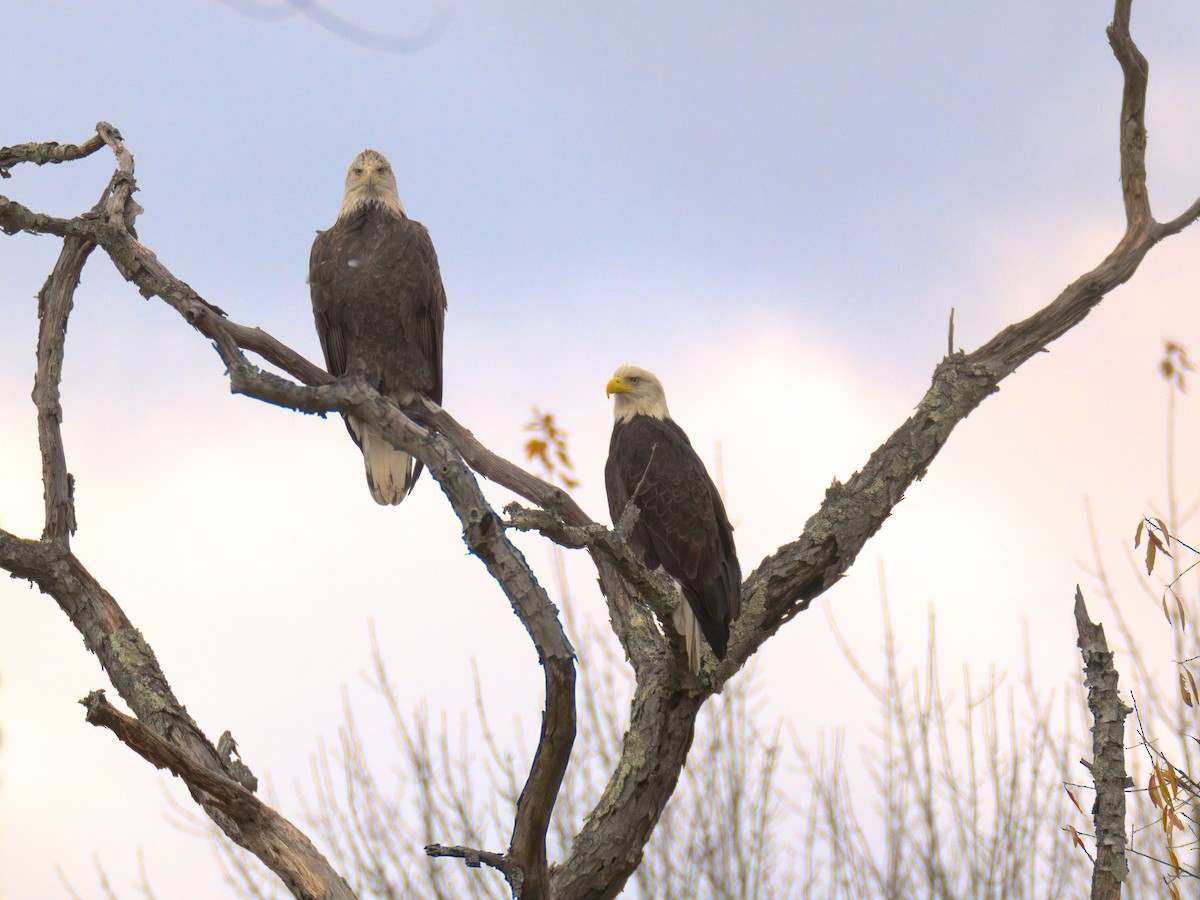 Белоголовый орлан - ML644536589