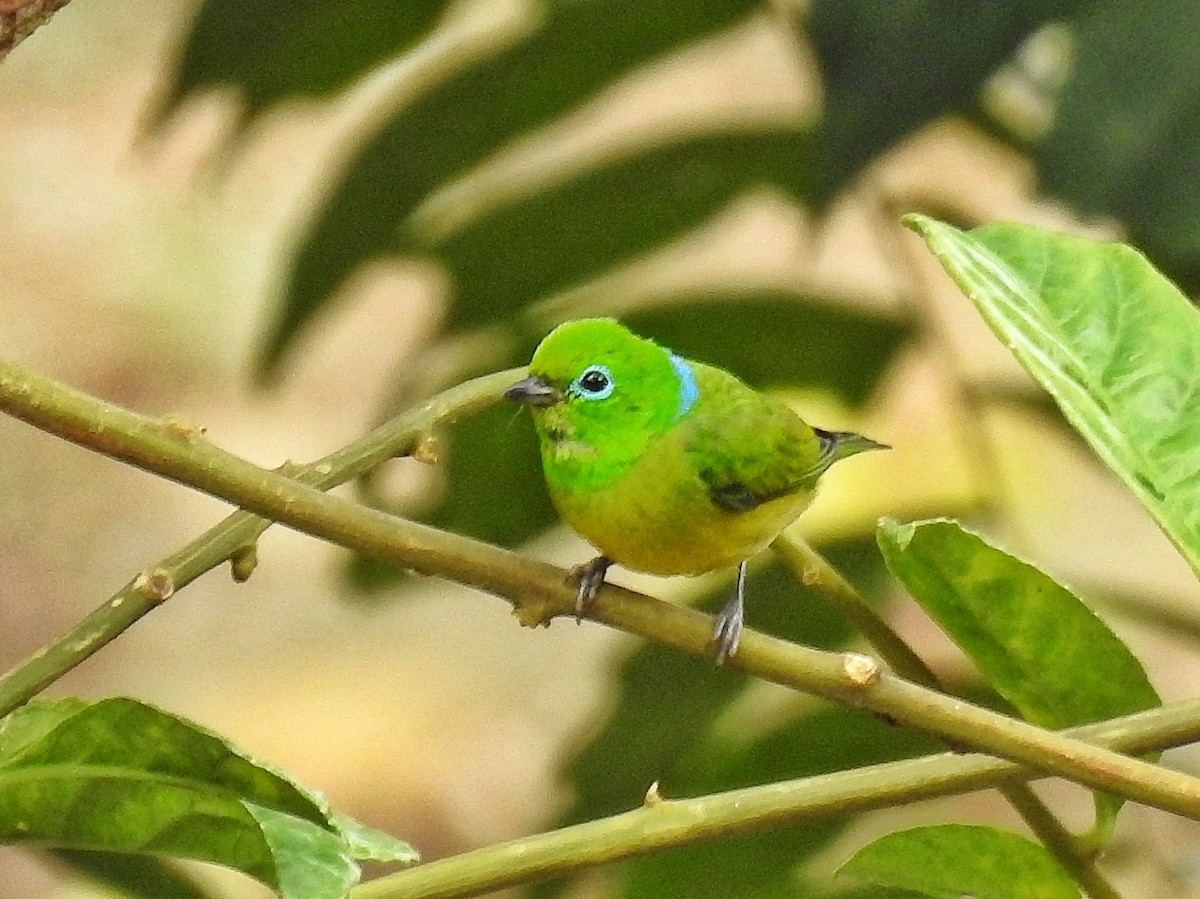 blånakkeklorofonia - ML644536590