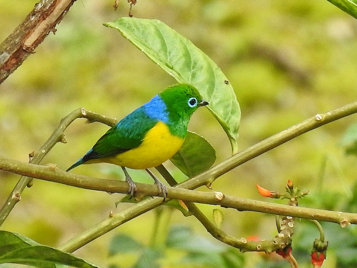 blånakkeklorofonia - ML644536591