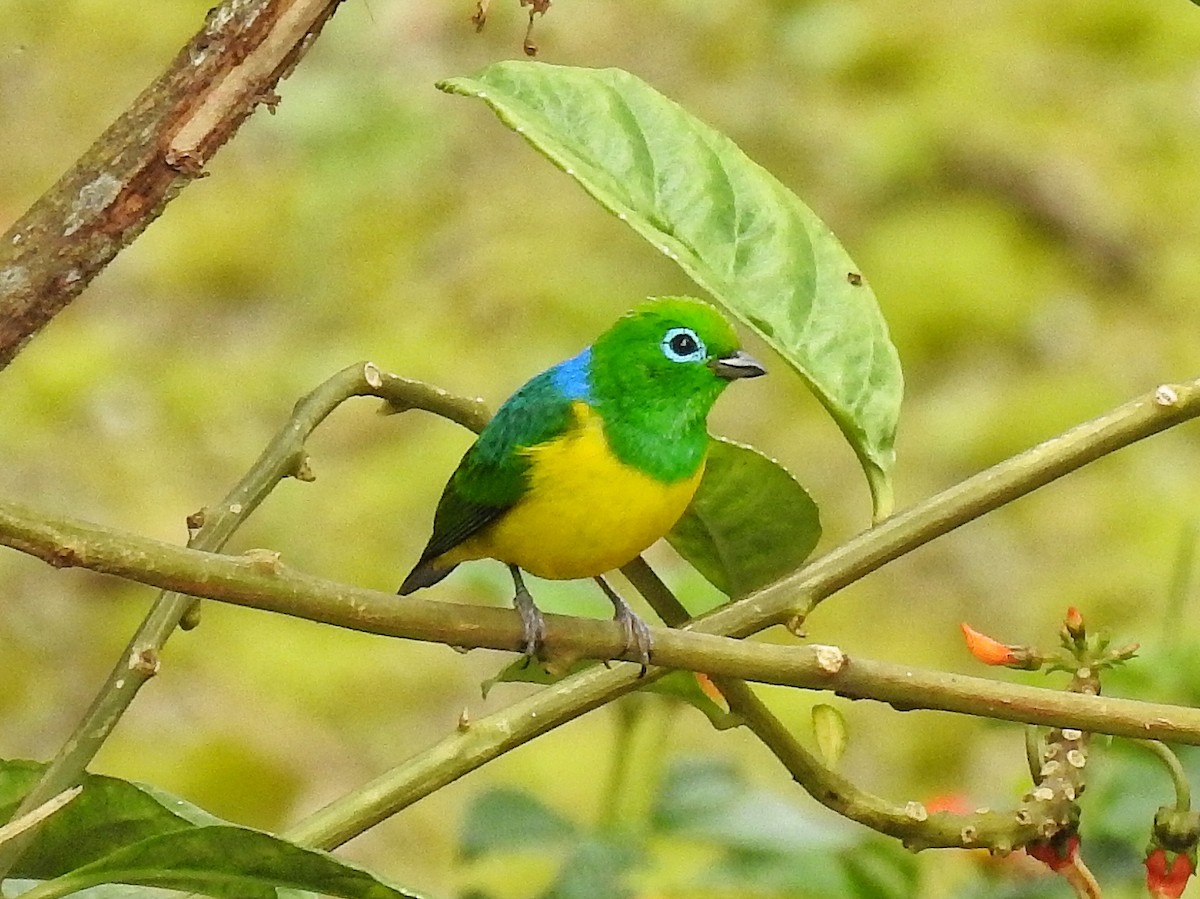 blånakkeklorofonia - ML644536592