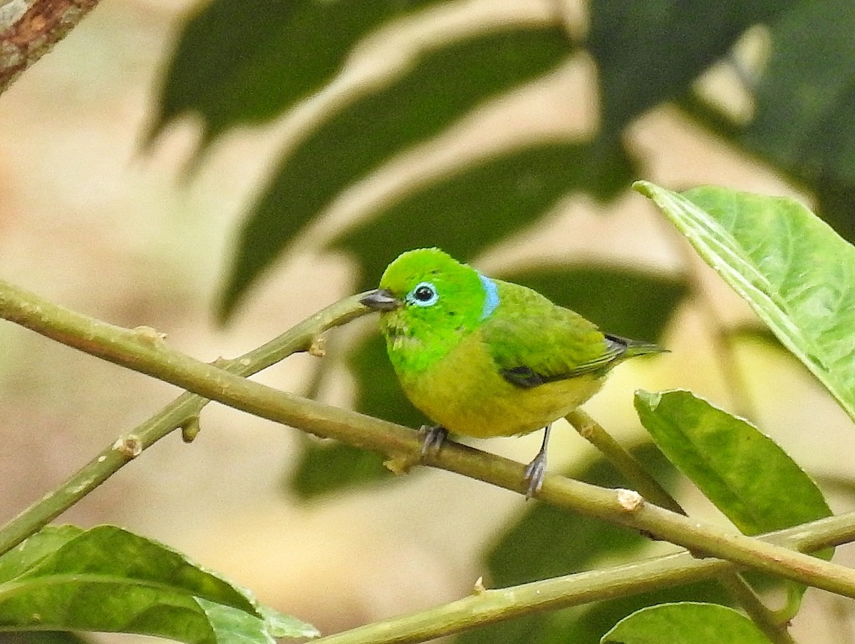 blånakkeklorofonia - ML644536593