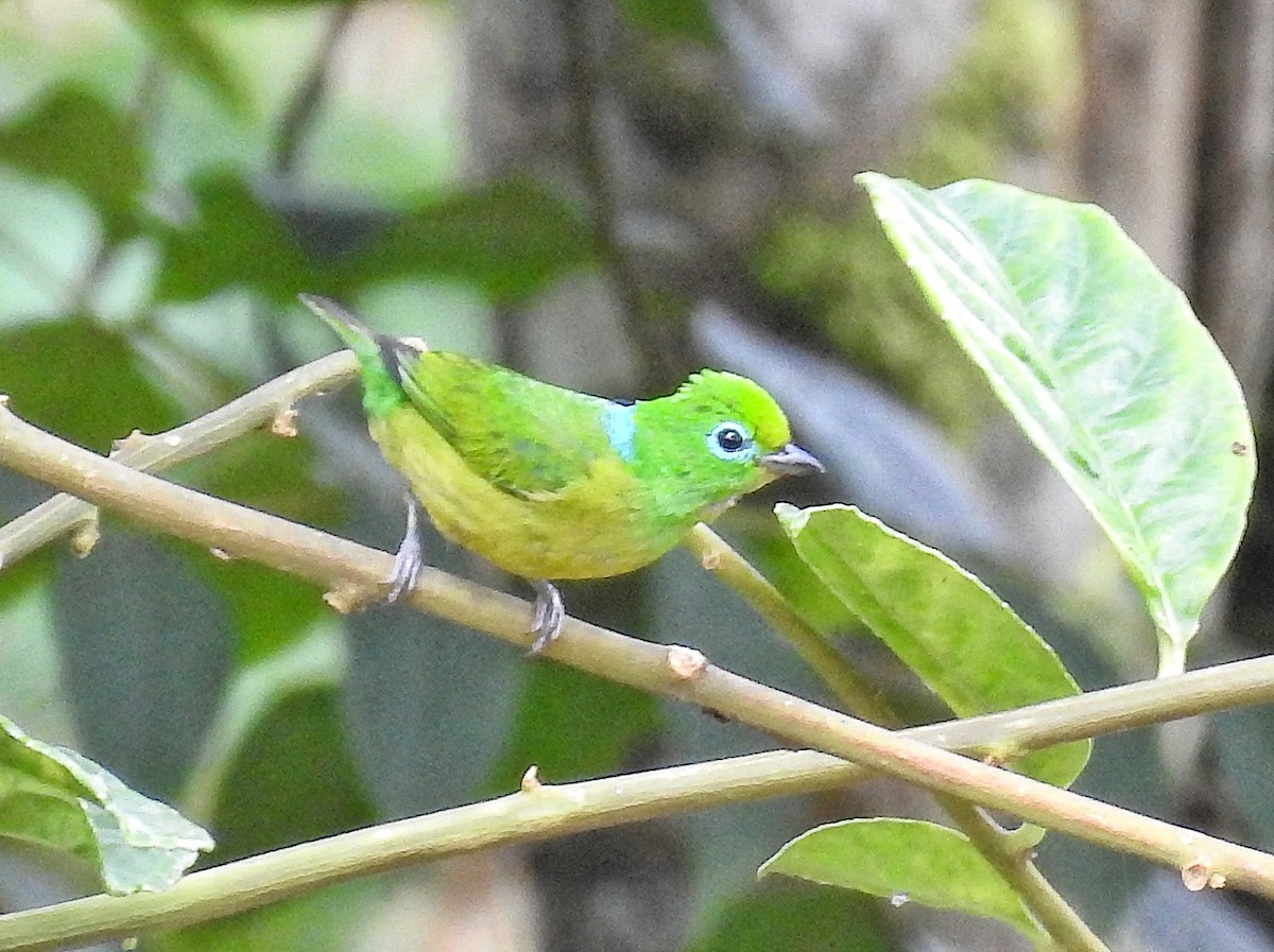 blånakkeklorofonia - ML644536594