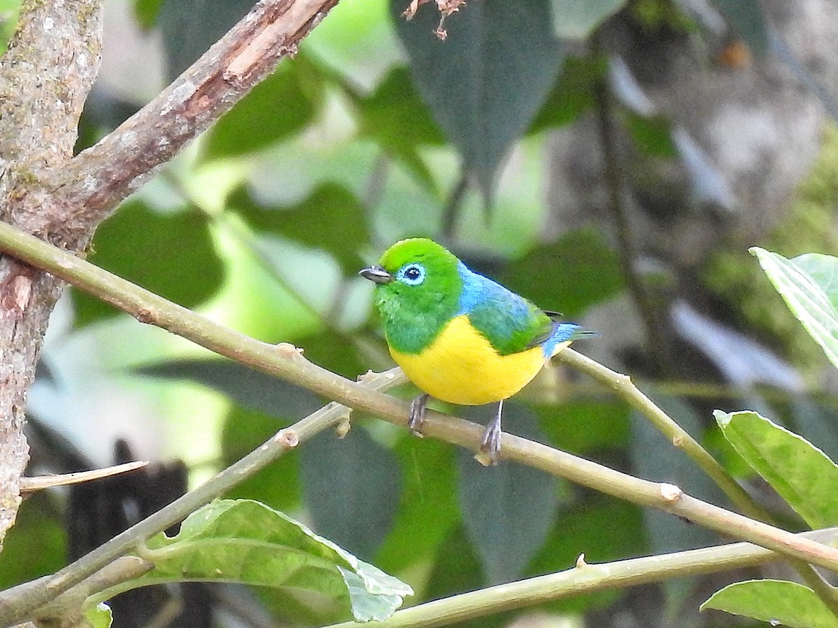 blånakkeklorofonia - ML644536595