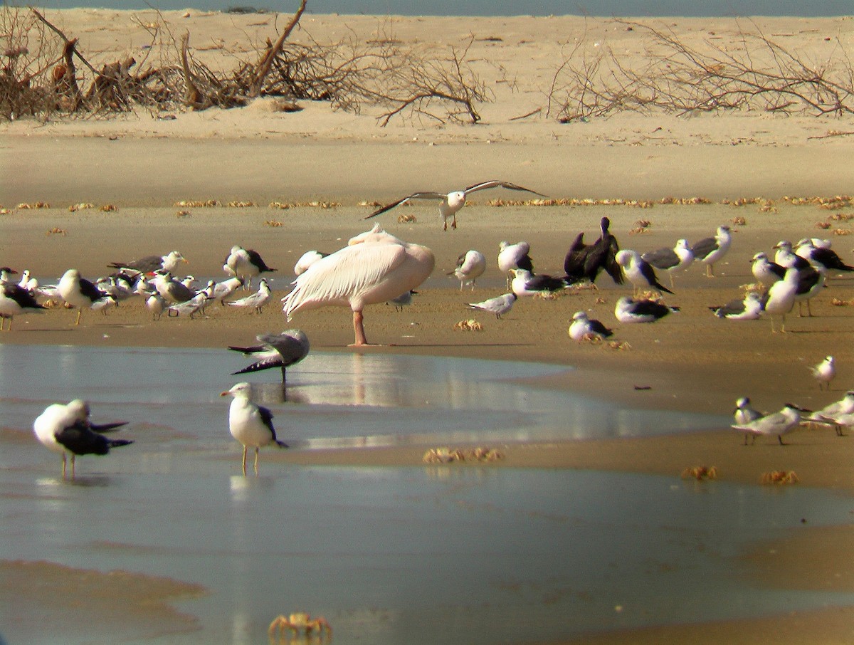 Lesser Black-backed Gull - ML644536596