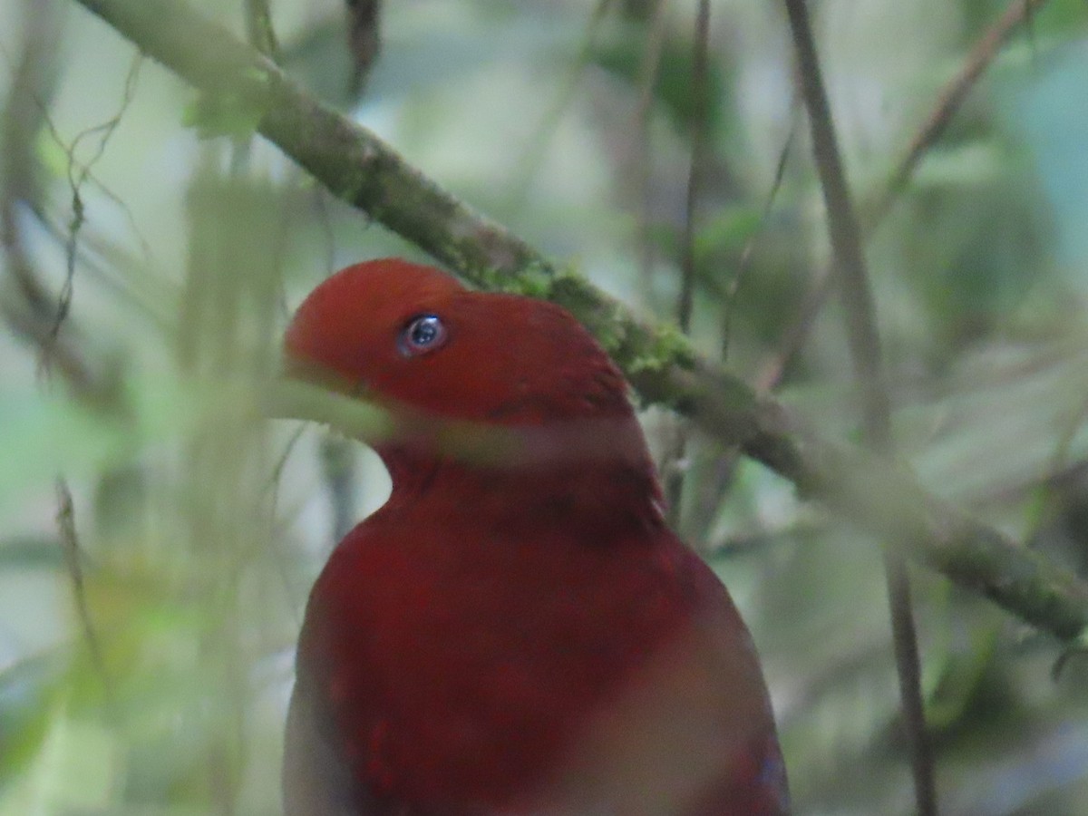Andean Cock-of-the-rock - ML644536597
