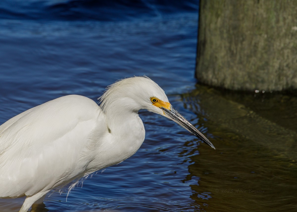 ユキコサギ - ML644536598