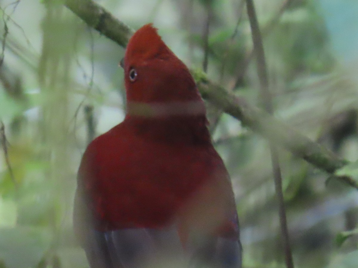 Andean Cock-of-the-rock - ML644536600
