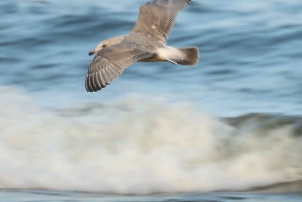 アイスランドカモメ - ML644536602