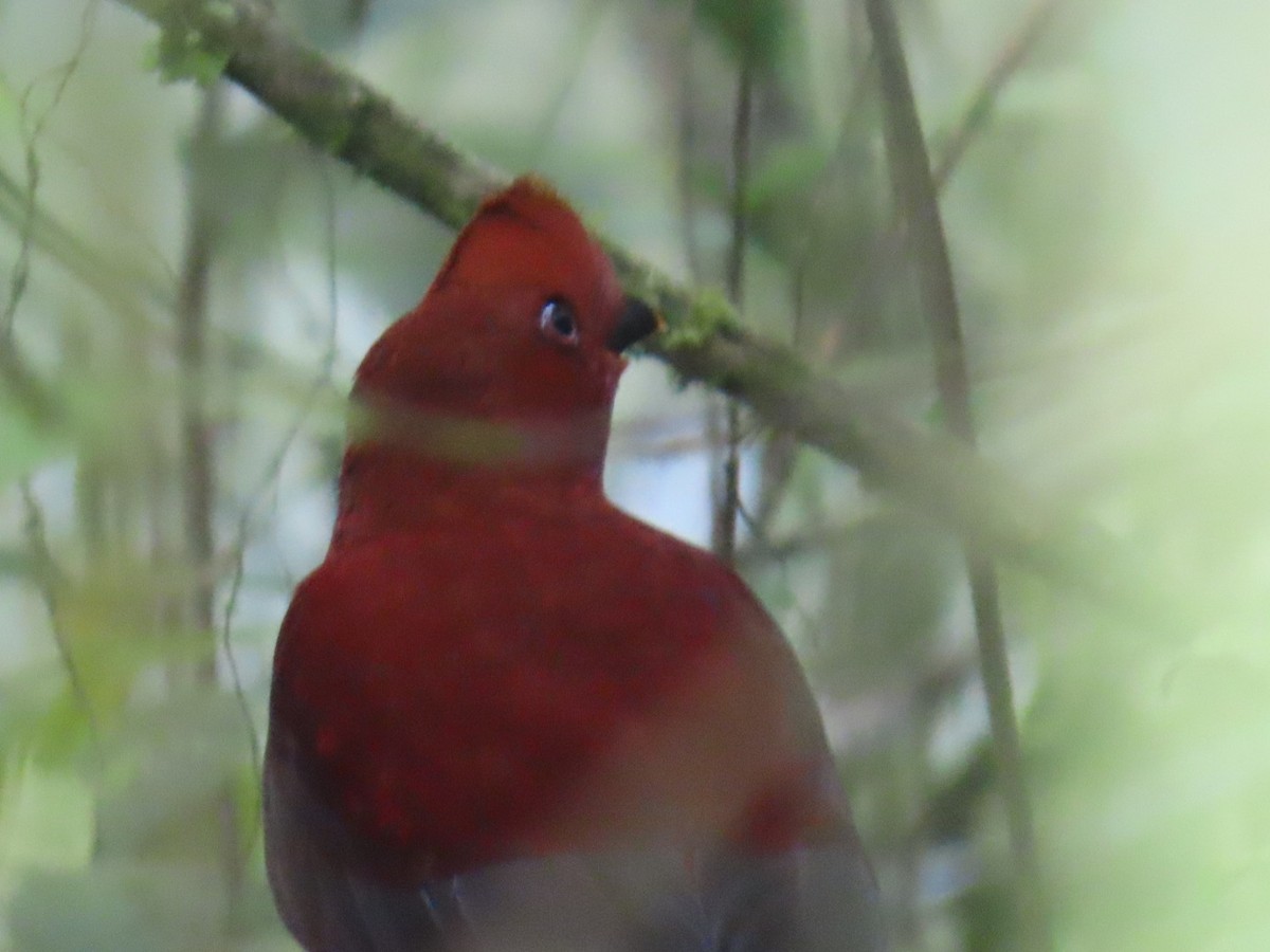 Andean Cock-of-the-rock - ML644536603