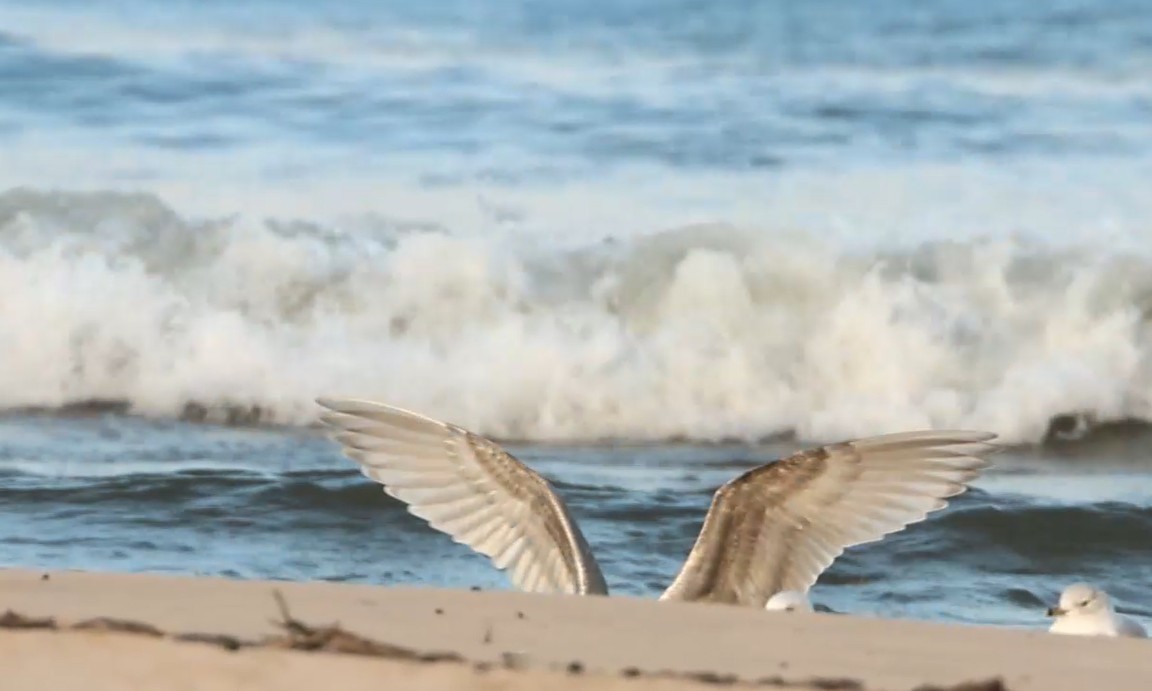 アイスランドカモメ - ML644536606