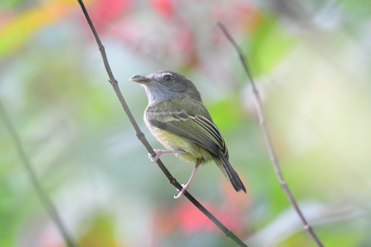 Northern Bentbill - ML644536607