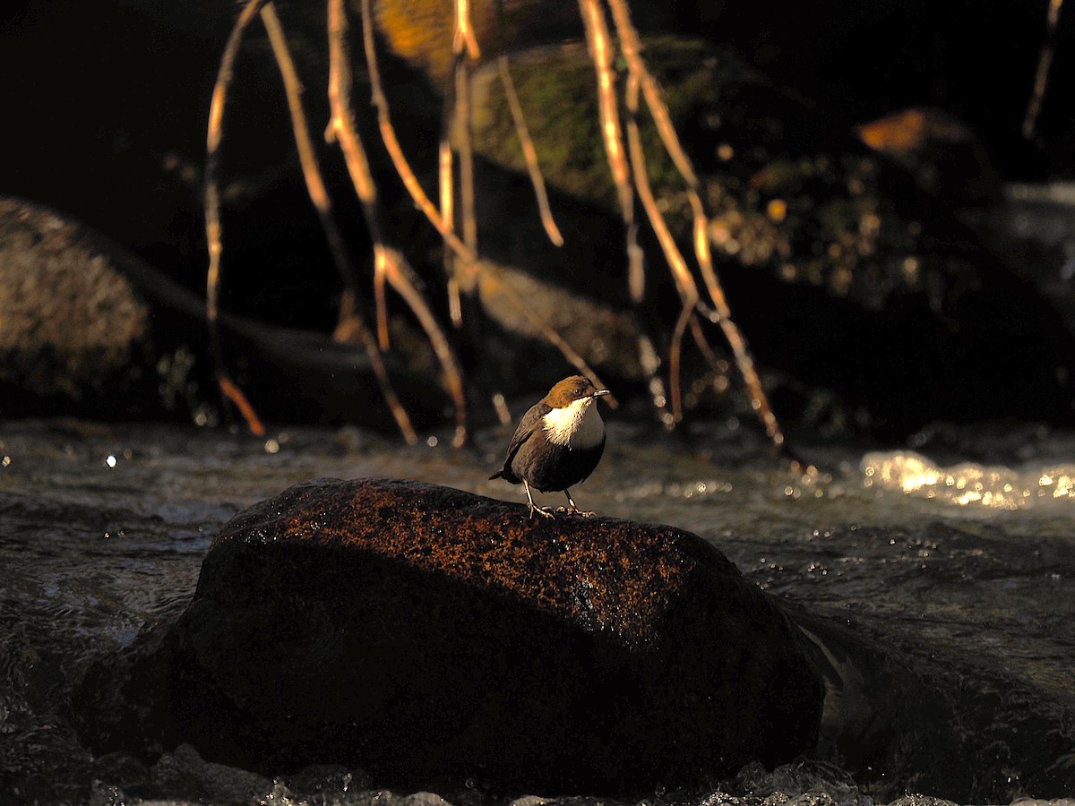 ムナジロカワガラス - ML644536619