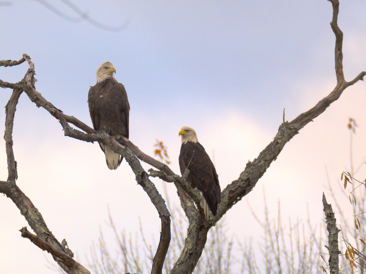 Белоголовый орлан - ML644536620