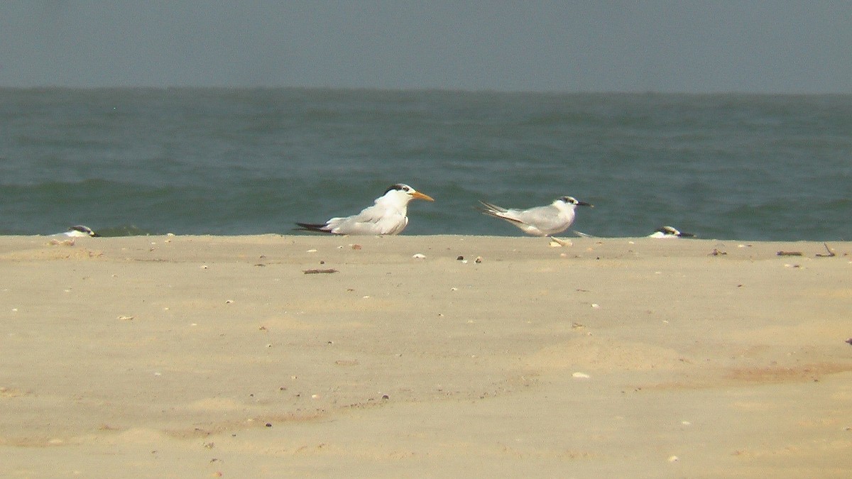 Sterne caugek - ML644536621