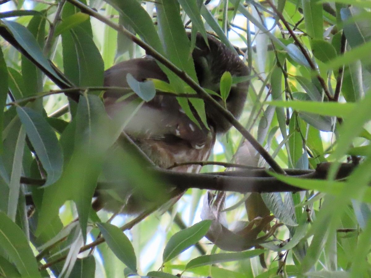 Northern Saw-whet Owl - ML644536626