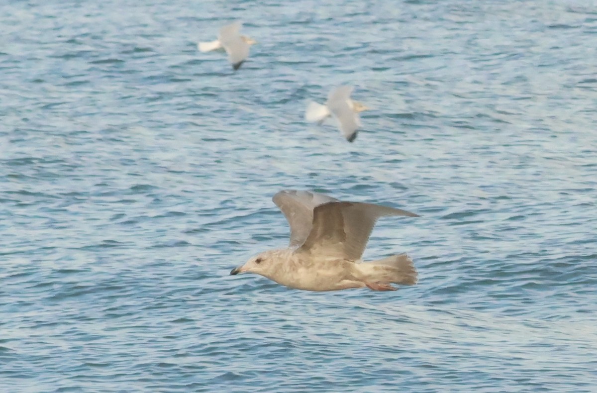 アイスランドカモメ - ML644536627