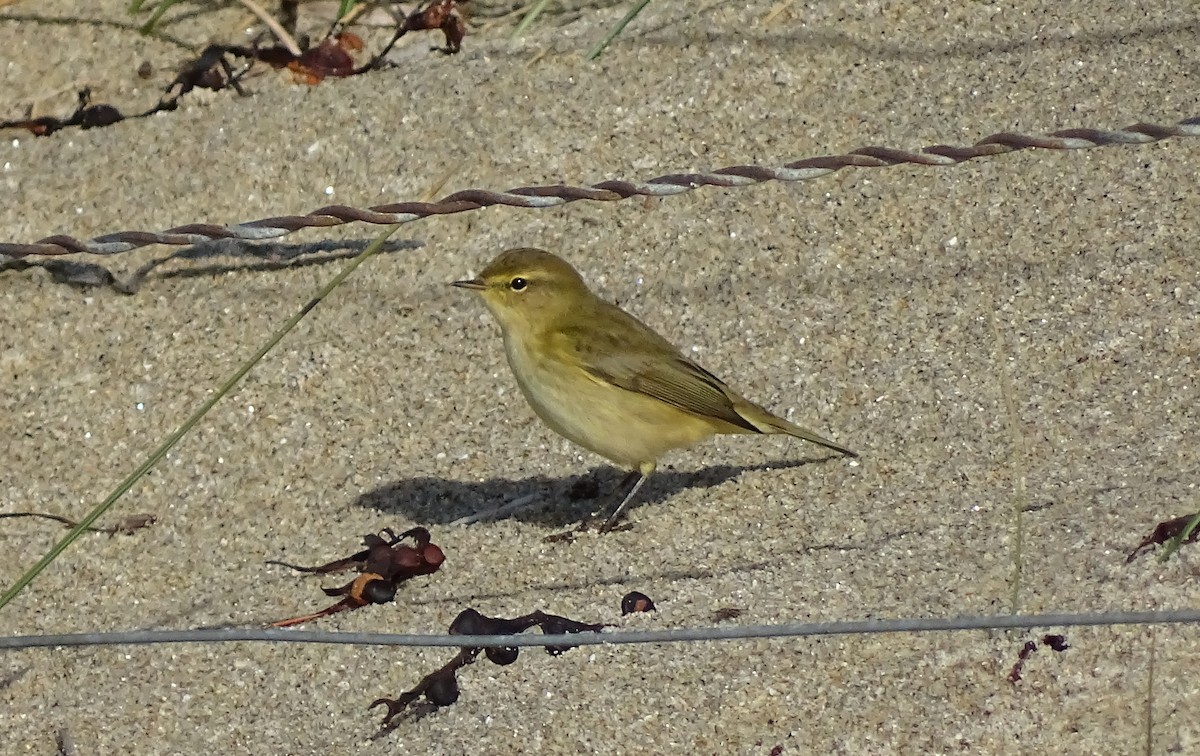 Common Chiffchaff - ML644536628