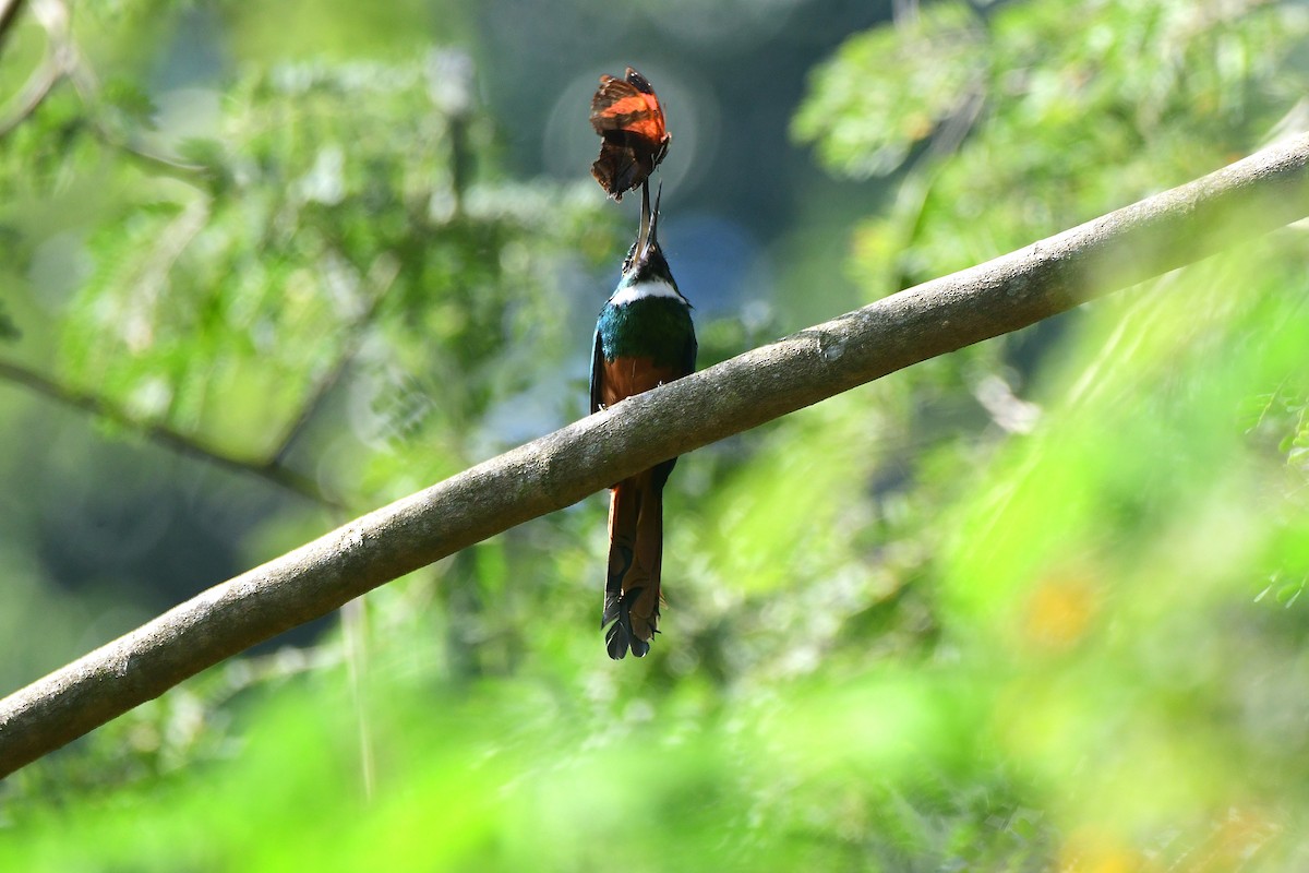Rufous-tailed Jacamar - ML644536629
