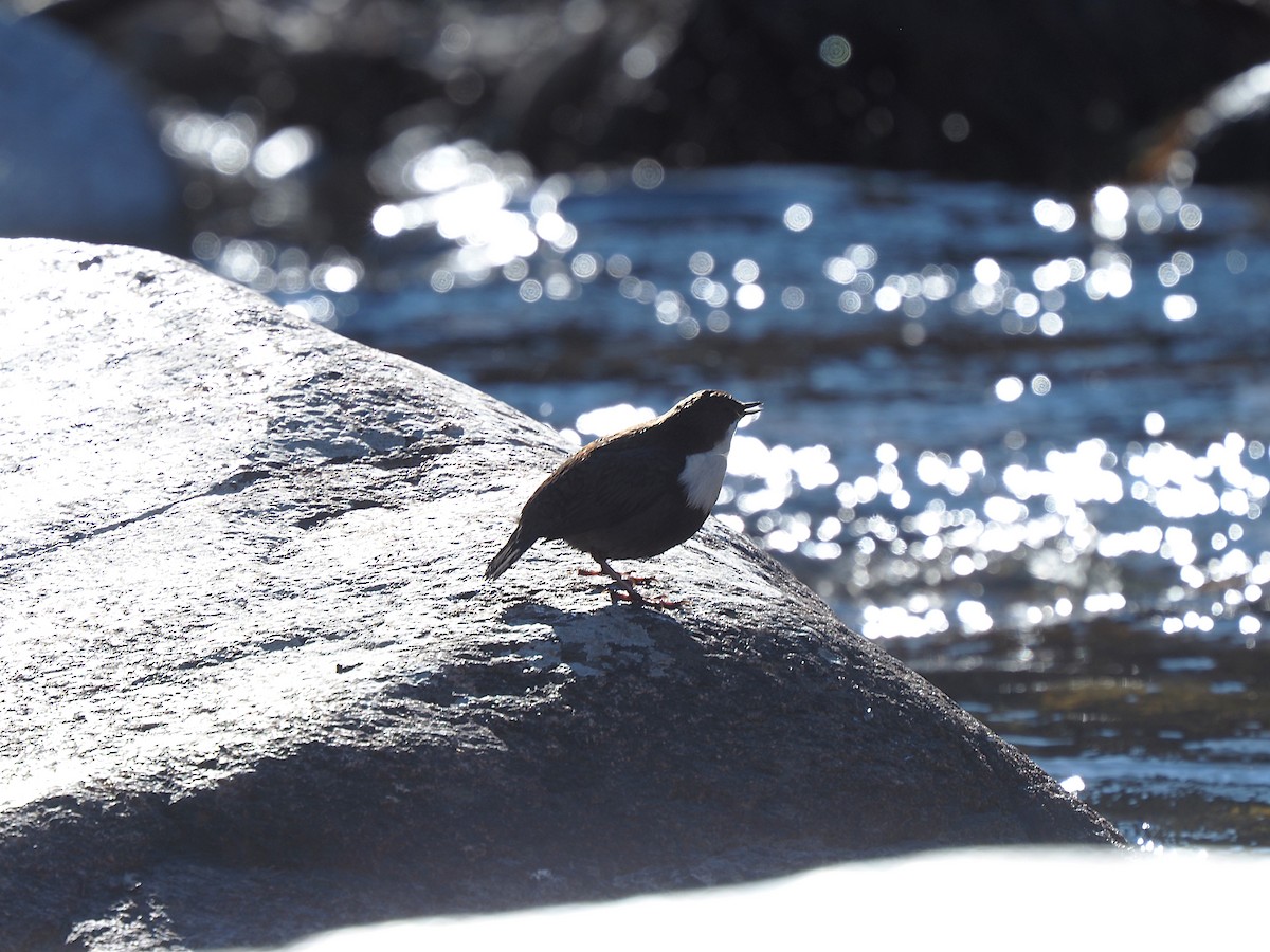 ムナジロカワガラス - ML644536632