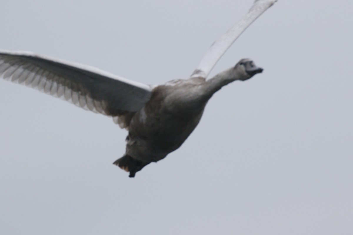 Cisne Vulgar - ML644536633