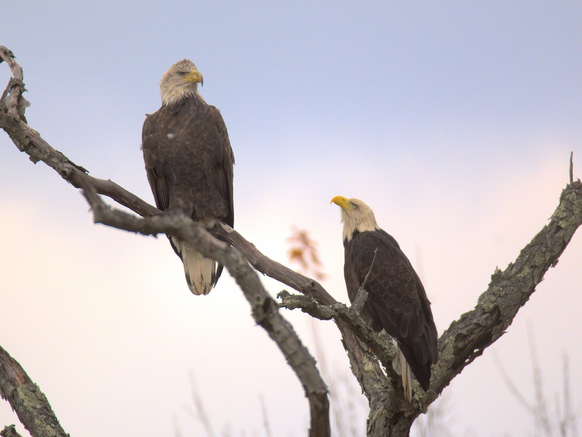 Белоголовый орлан - ML644536634