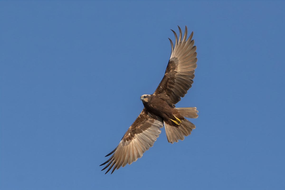 Western Marsh Harrier - ML644536636