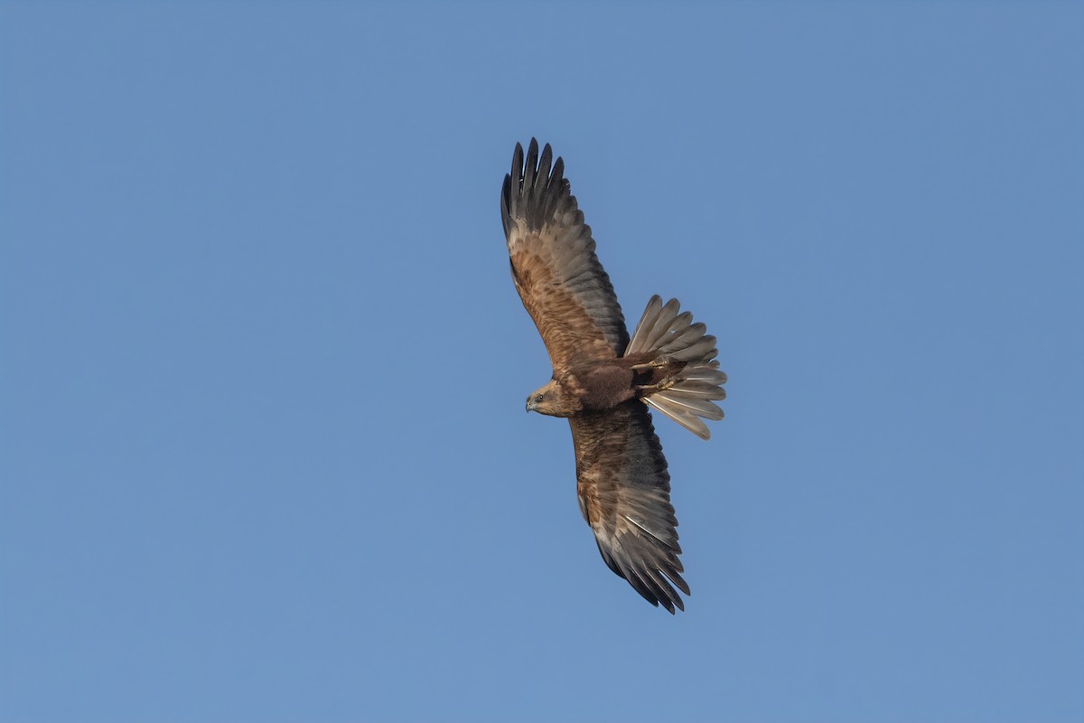 Western Marsh Harrier - ML644536637