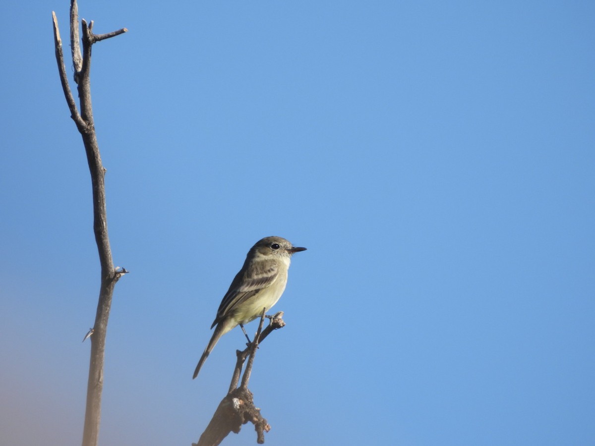 Gray Flycatcher - ML644536639