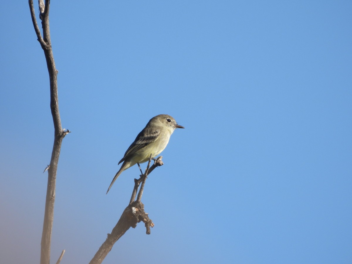 Gray Flycatcher - ML644536640