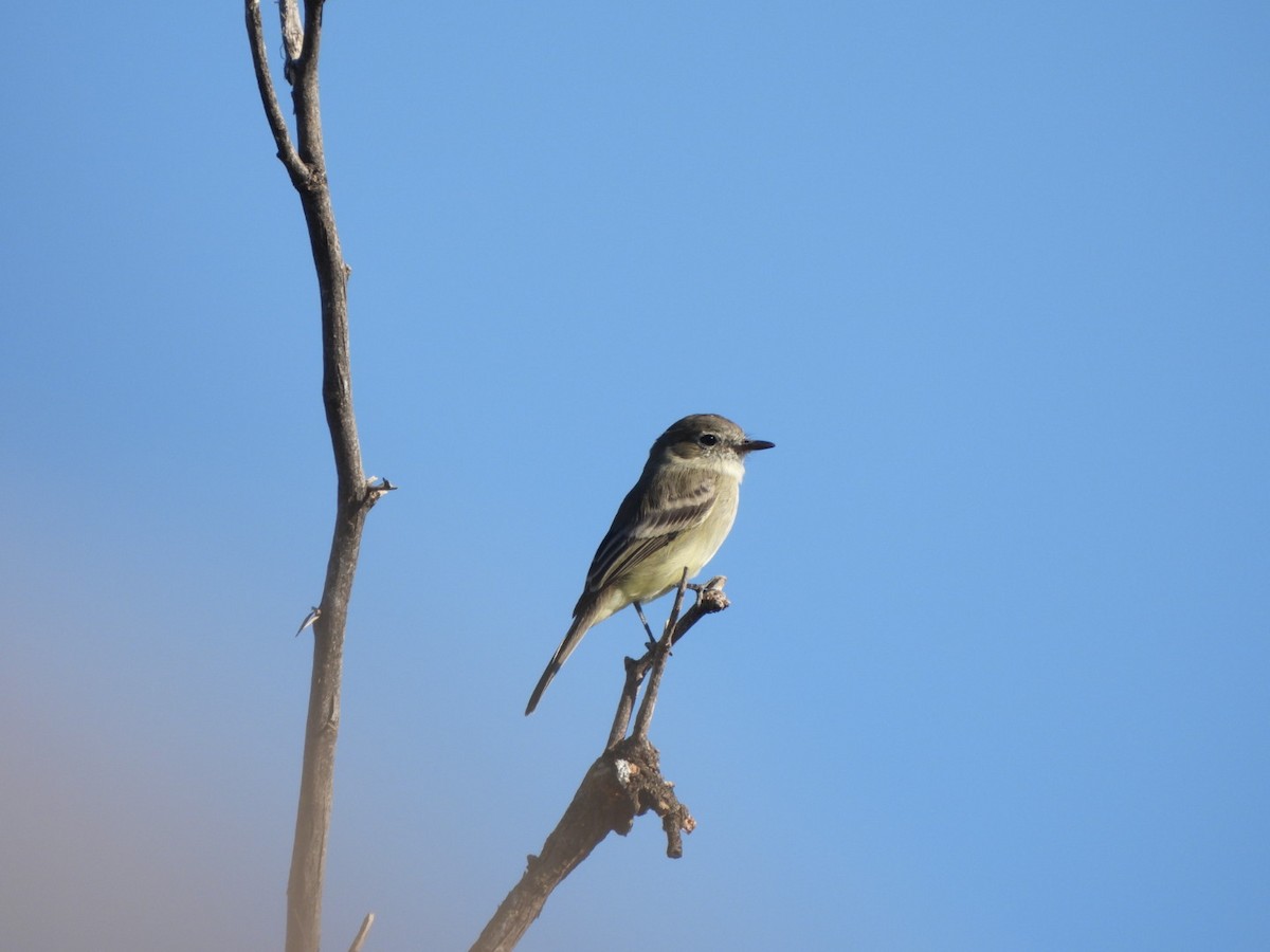 Gray Flycatcher - ML644536641