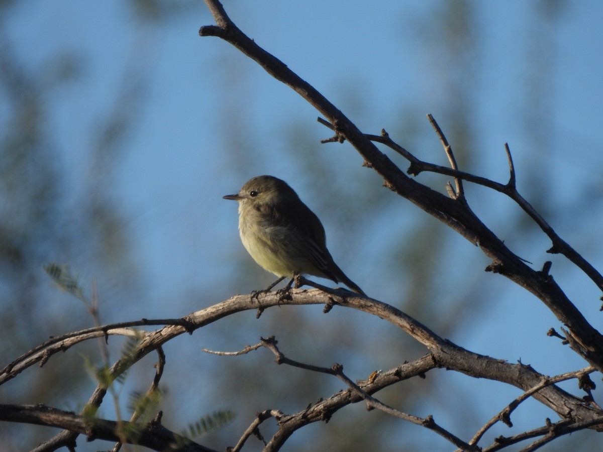 Gray Flycatcher - ML644536642