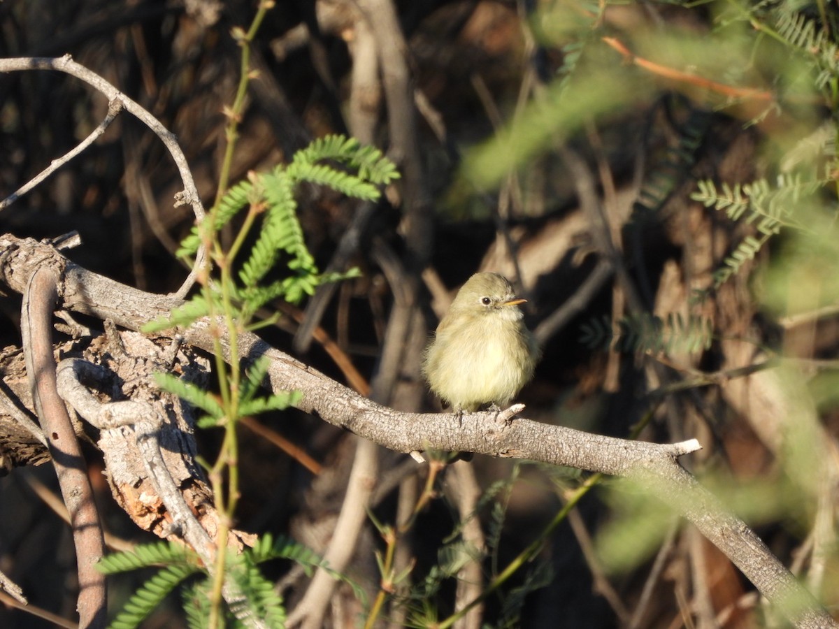 Gray Flycatcher - ML644536644