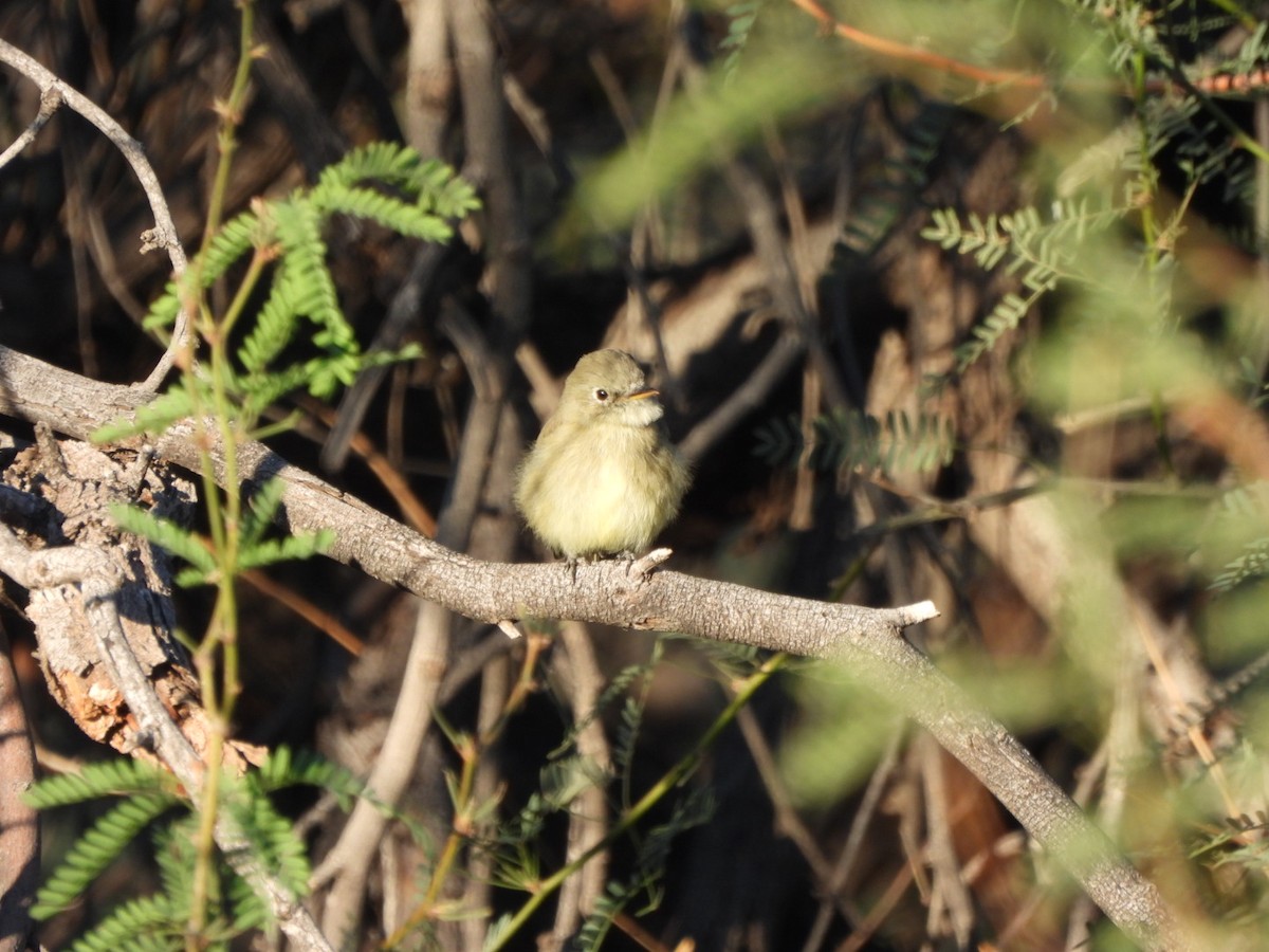 Gray Flycatcher - ML644536645