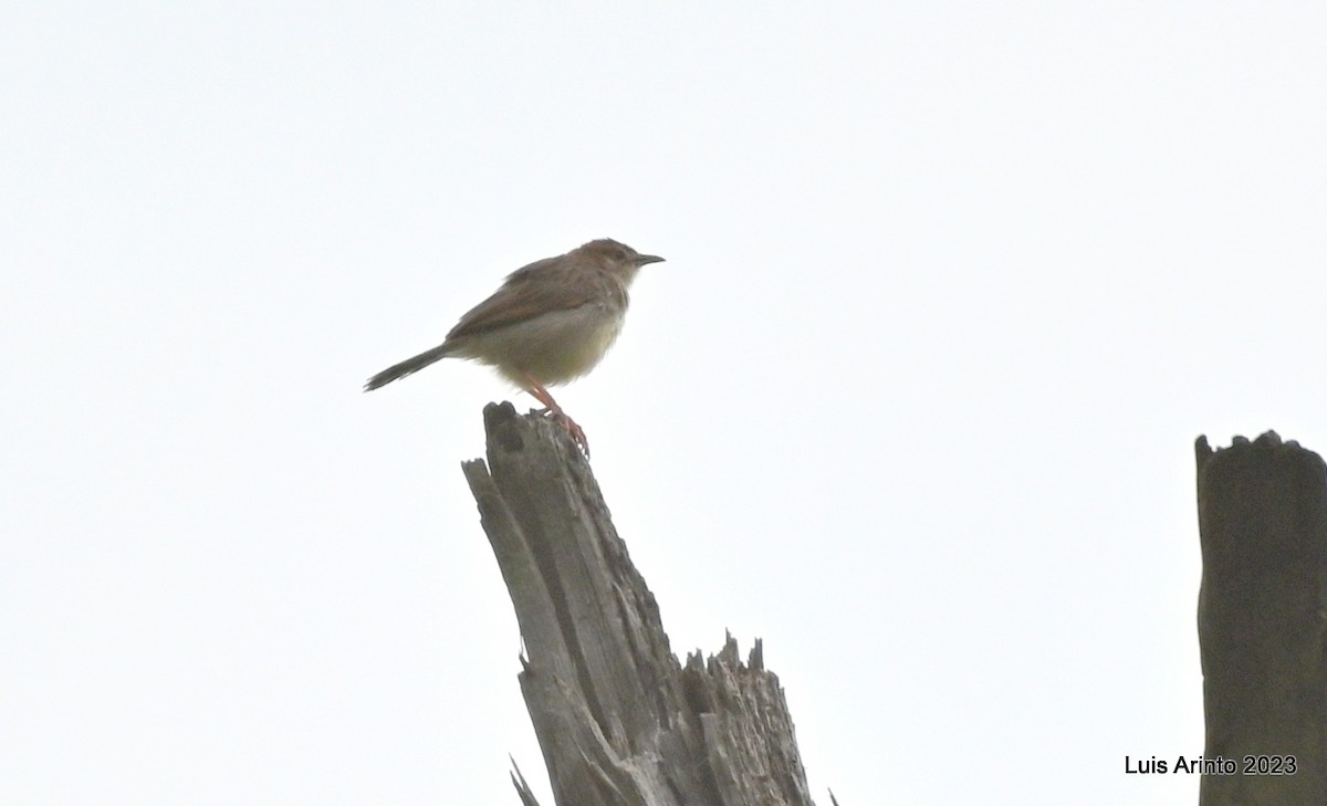 Rattling Cisticola - ML644536646