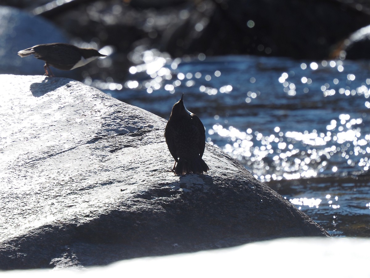 ムナジロカワガラス - ML644536647