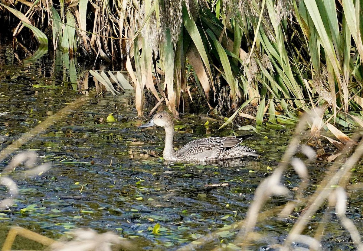 Northern Pintail - ML644536651
