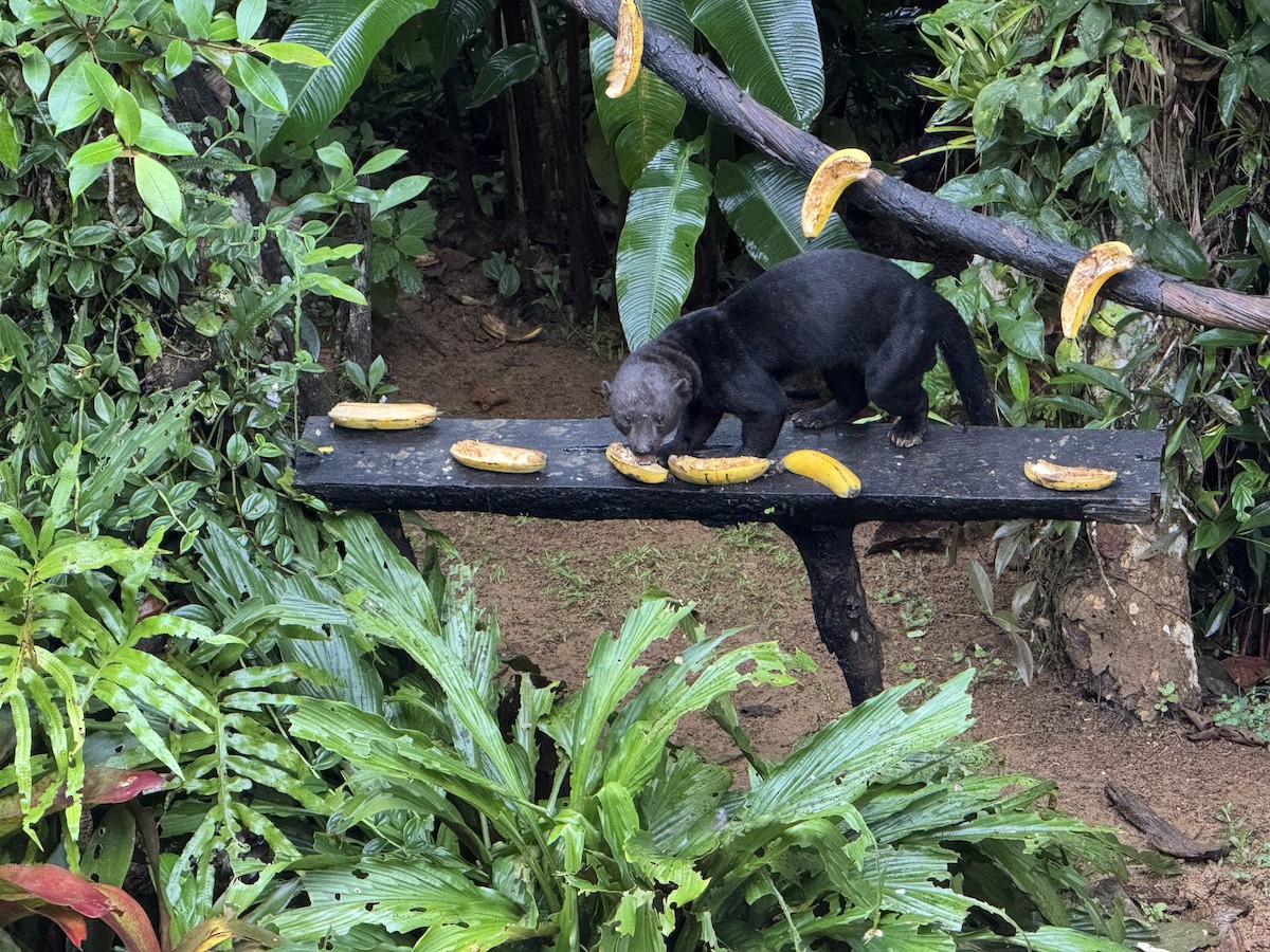 Mammals - ML644536657