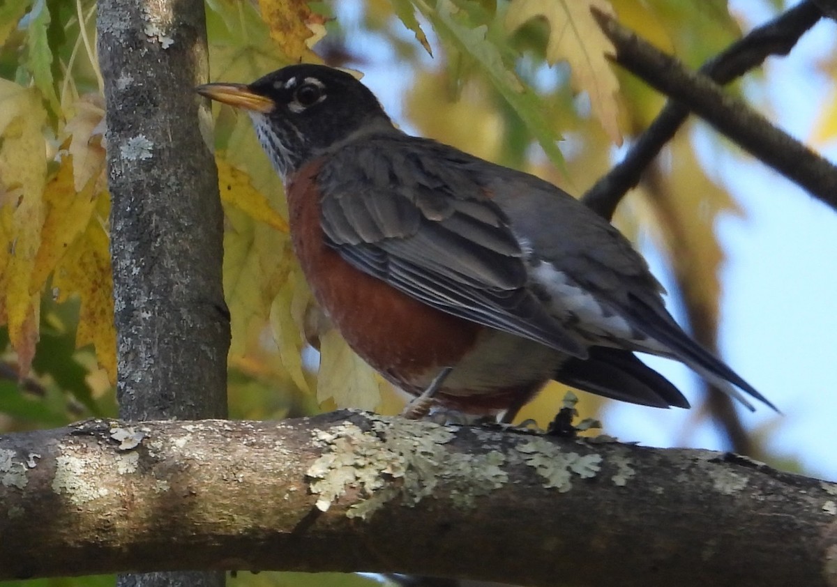 コマツグミ - ML644536658