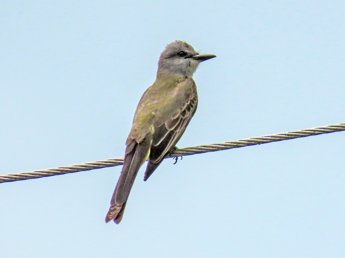 Tropical Kingbird (South American) - ML644536659