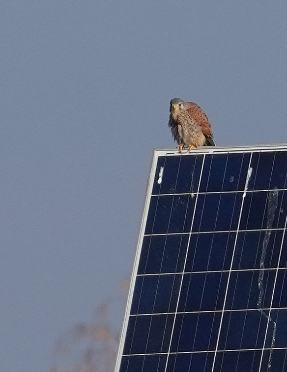 Eurasian Kestrel - ML644536693
