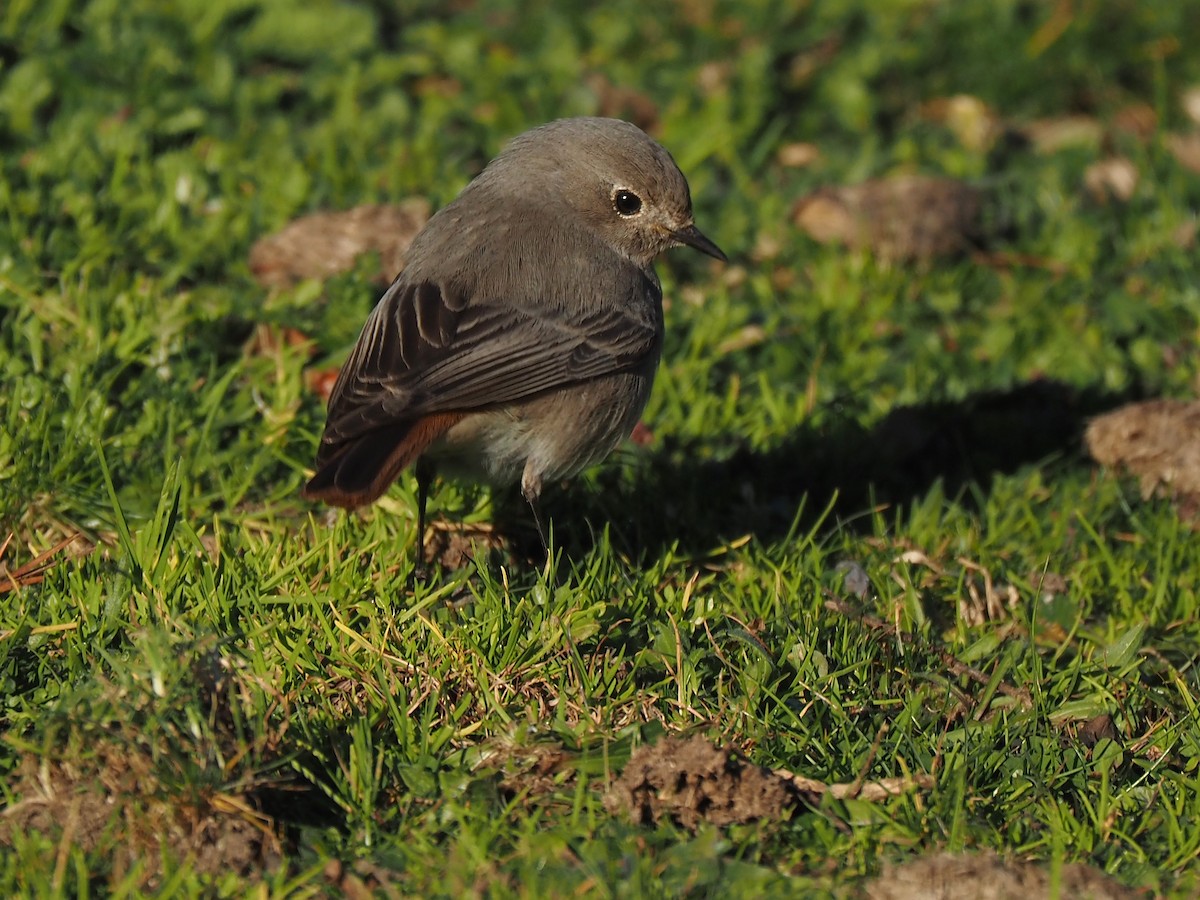 クロジョウビタキ（gibraltariensis／aterrimus） - ML644536696
