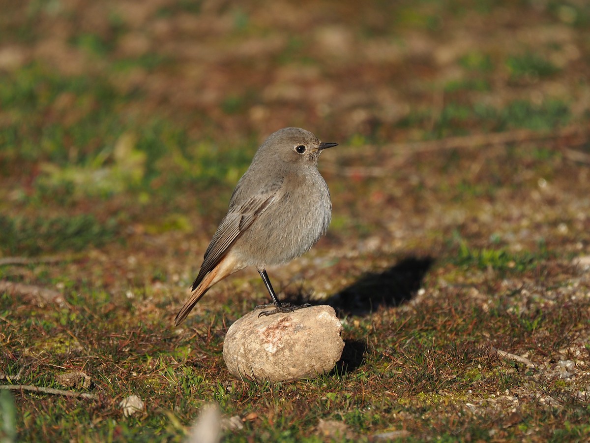 クロジョウビタキ（gibraltariensis／aterrimus） - ML644536701