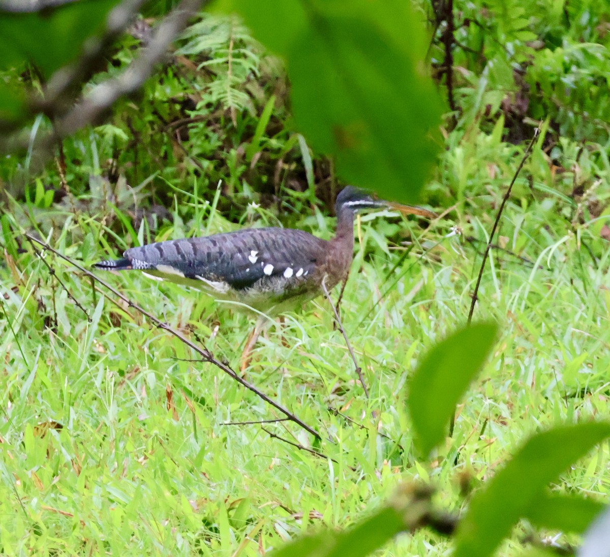 Sunbittern - ML644536705