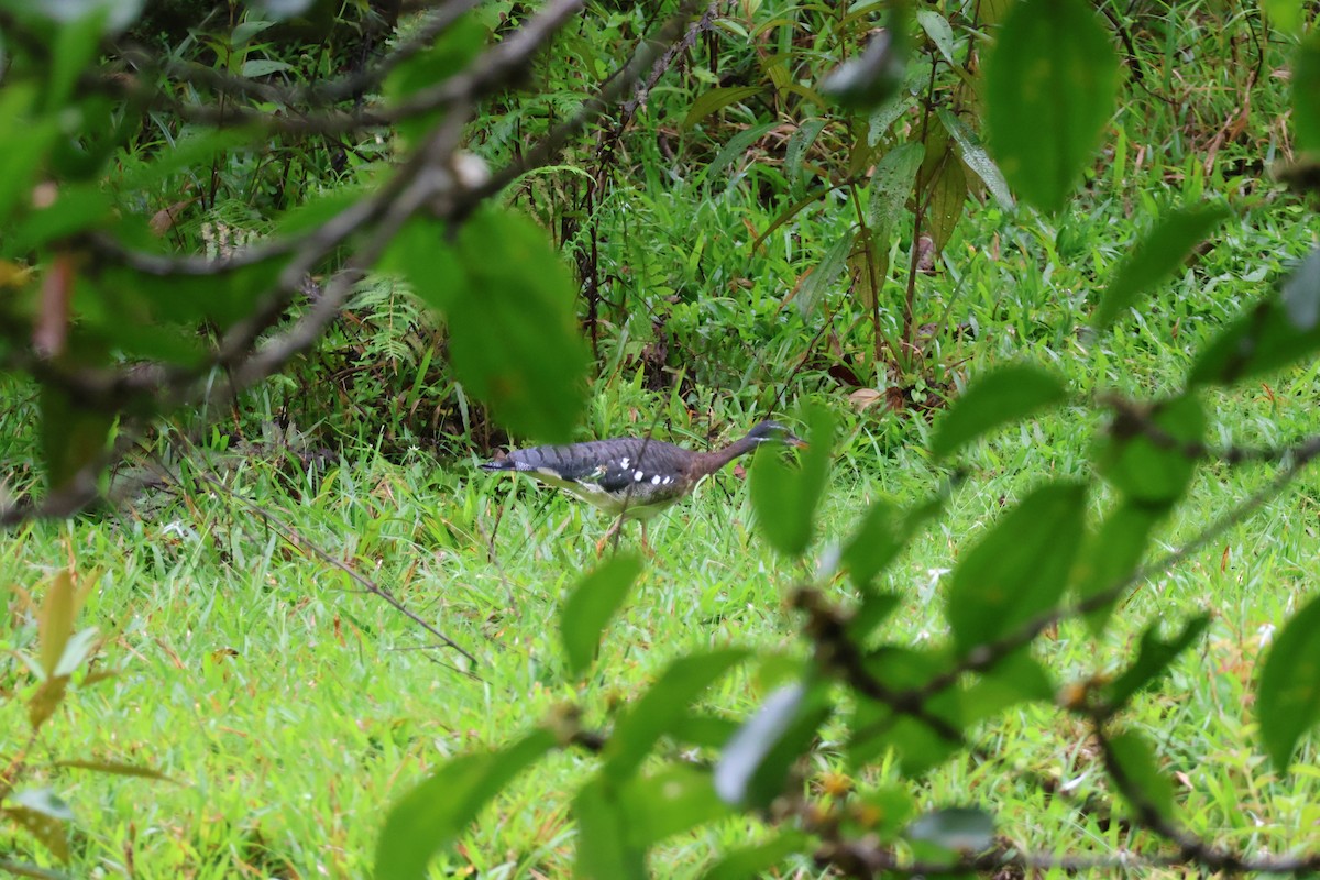 Sunbittern - ML644536709