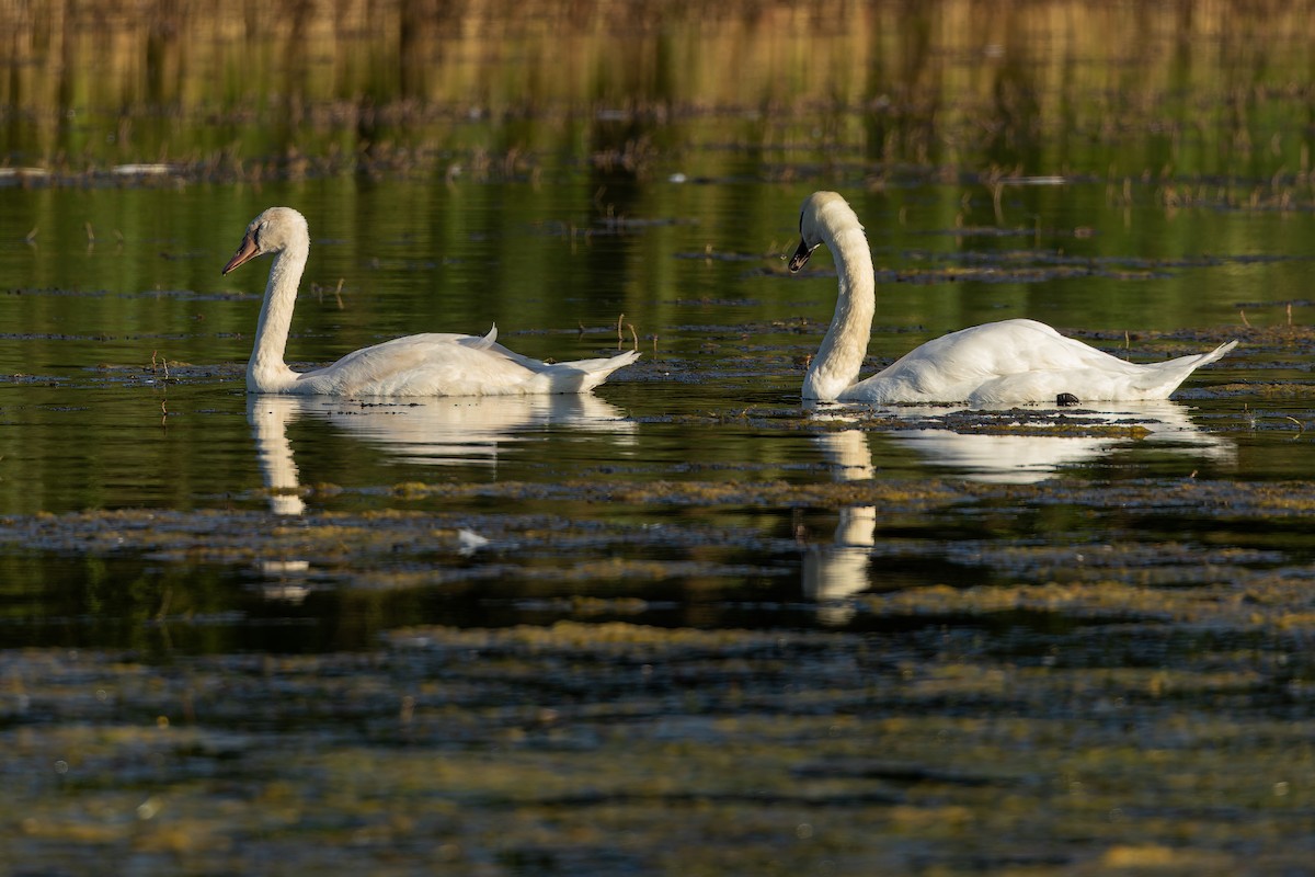 knoppsvane - ML644536710