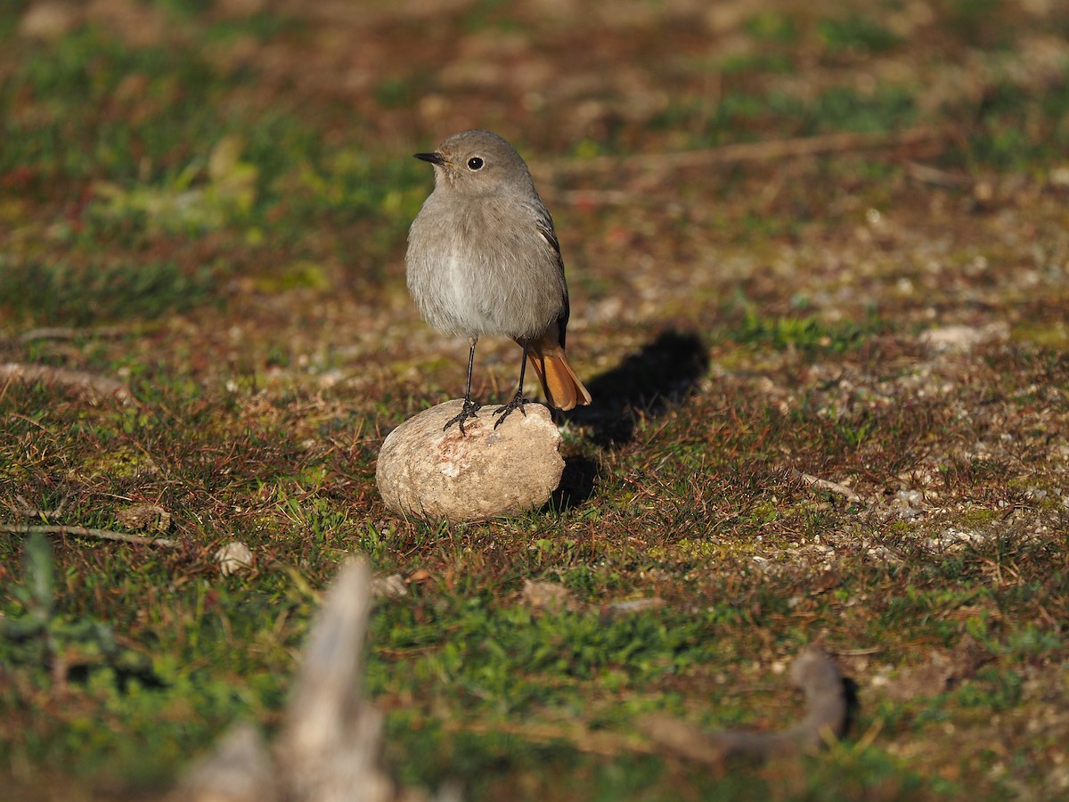 クロジョウビタキ（gibraltariensis／aterrimus） - ML644536713